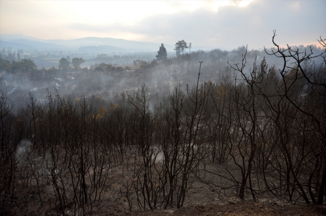 Gelibolu'daki orman yangınına havadan müdahale yeniden başladı